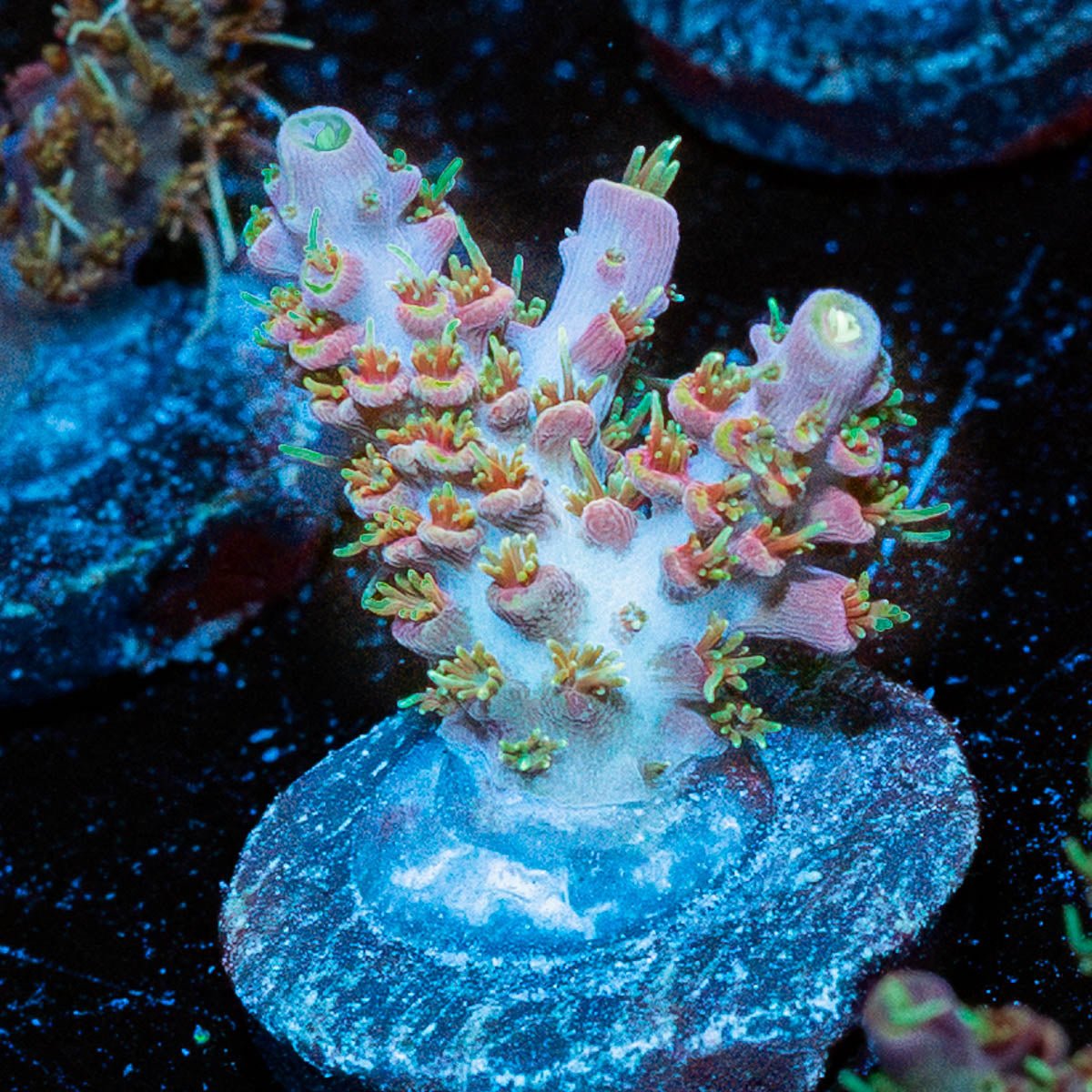 Purple Haze Acropora - riptide aquaculture llc