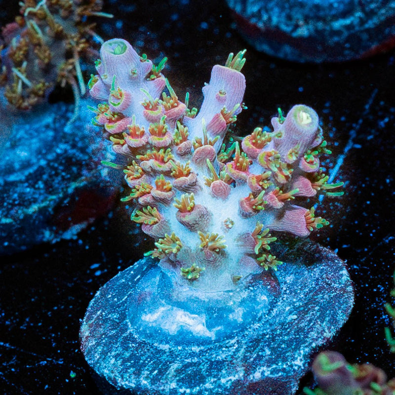 Purple Haze Acropora