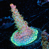 Purple Haze Acropora - riptide aquaculture llc