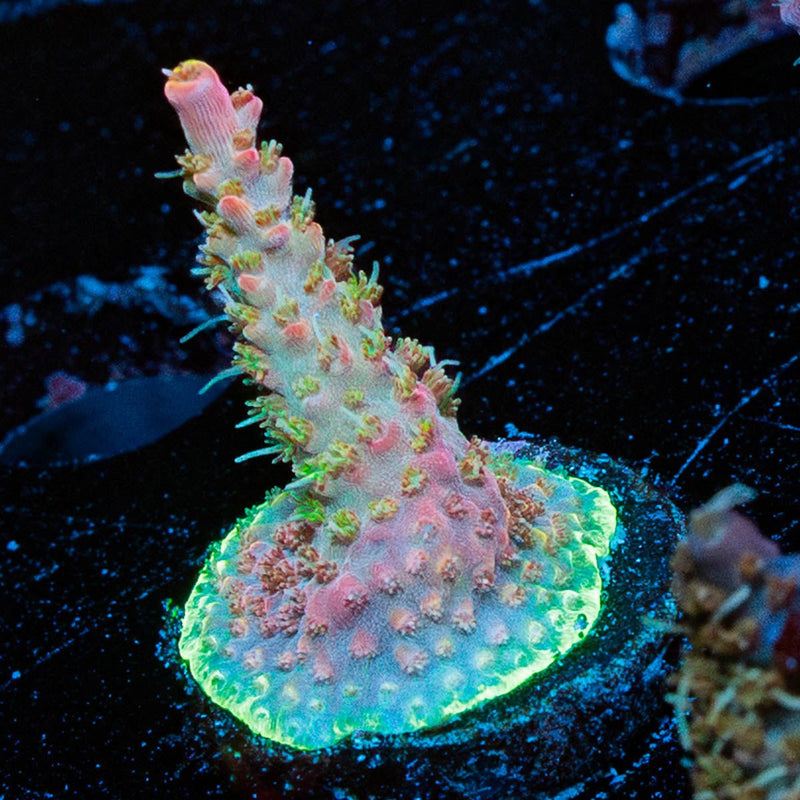 Purple Haze Acropora