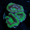 Green Acan / Micromussa - riptide aquaculture llc