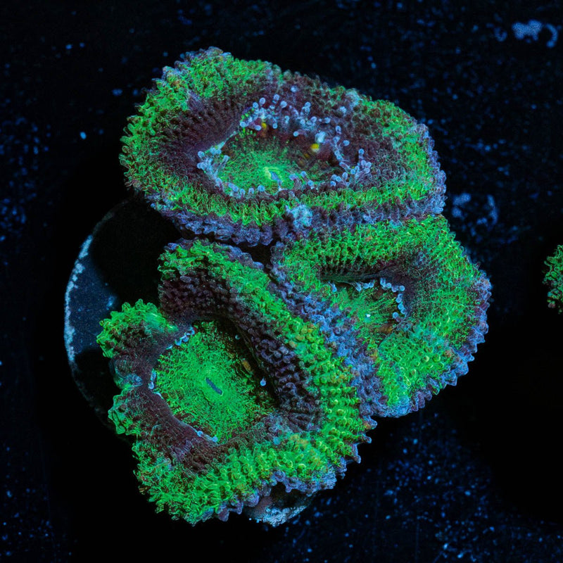 Green Acan / Micromussa