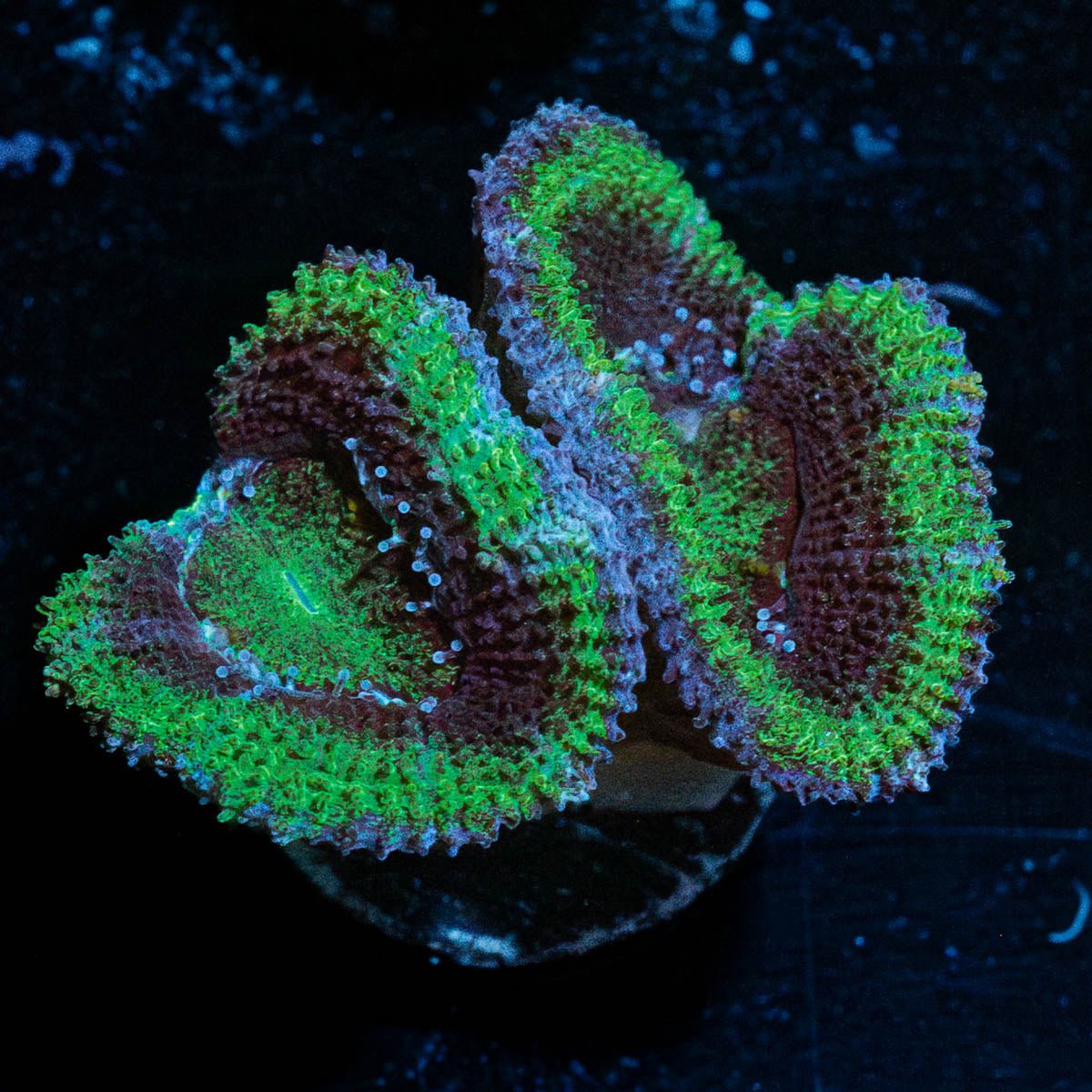 Green Acan / Micromussa - riptide aquaculture llc