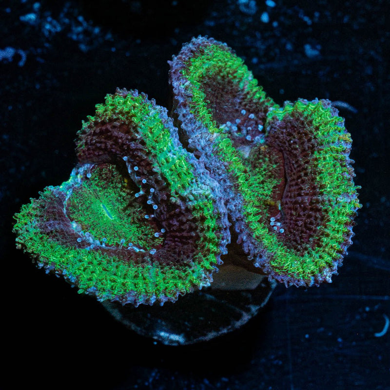 Green Acan / Micromussa
