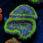 Green Acan / Micromussa - riptide aquaculture llc