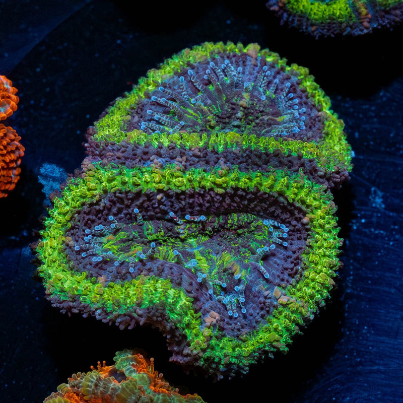 Green Acan / Micromussa