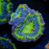 Green Acan / Micromussa - riptide aquaculture llc