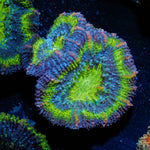 Green Acan / Micromussa - riptide aquaculture llc