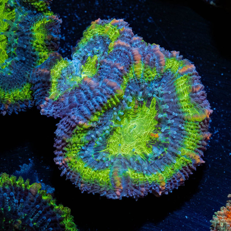 Green Acan / Micromussa