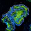 Green Acan / Micromussa - riptide aquaculture llc