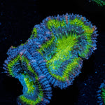 Green Acan / Micromussa - riptide aquaculture llc