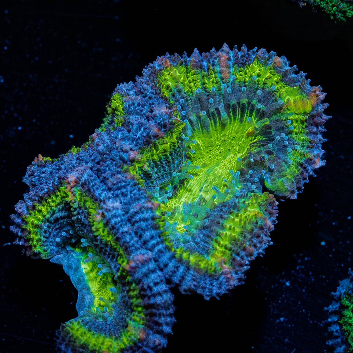 Green Acan / Micromussa - riptide aquaculture llc