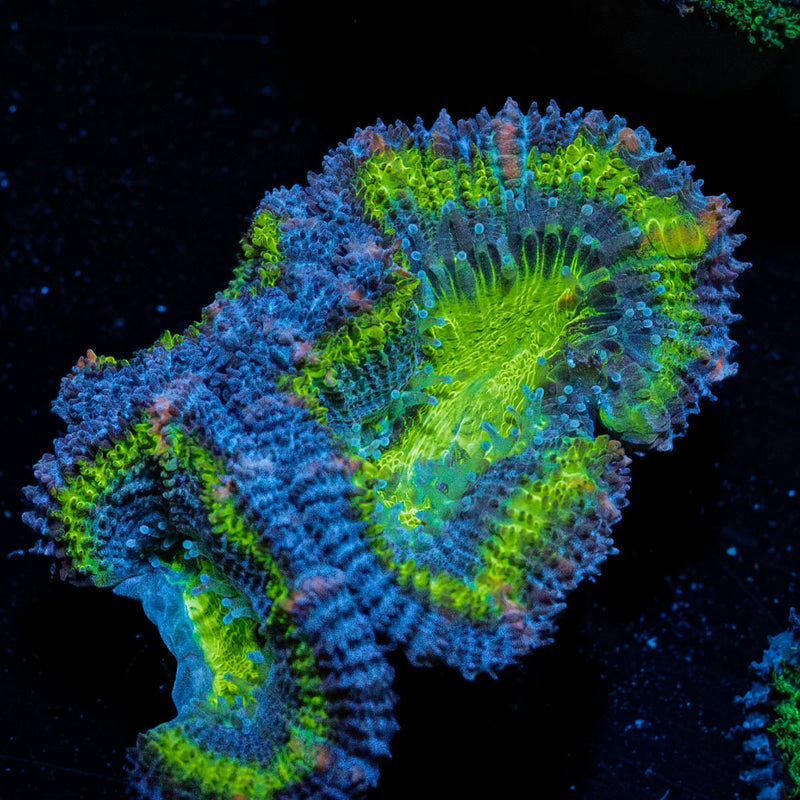 Green Acan / Micromussa