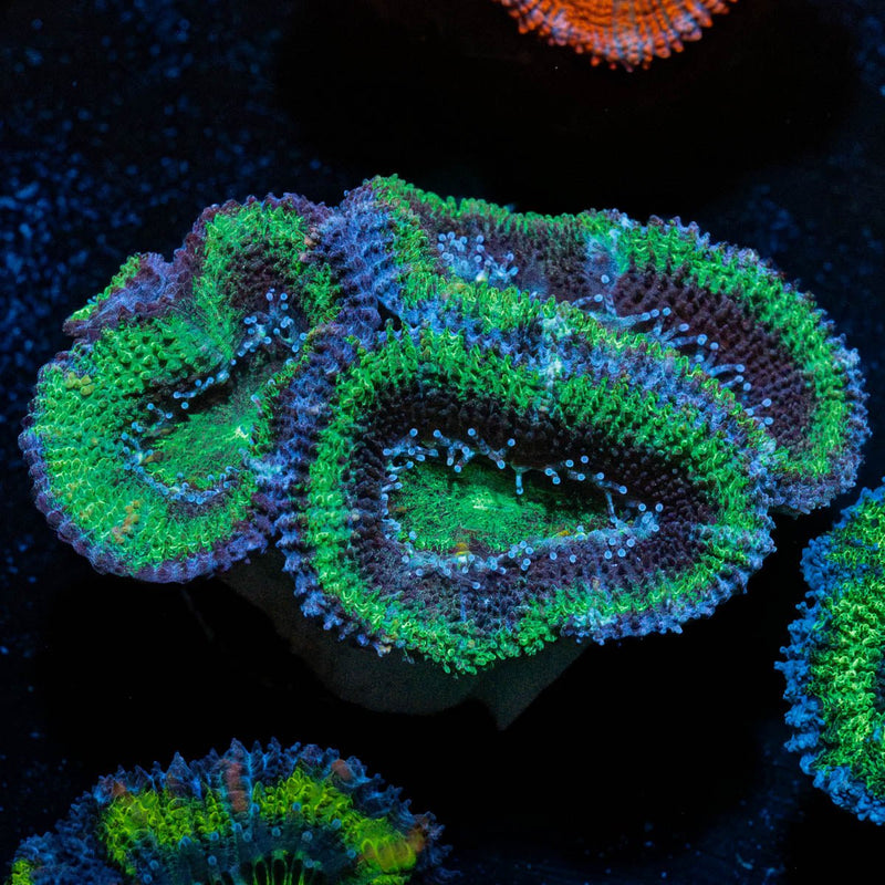 Green Acan / Micromussa