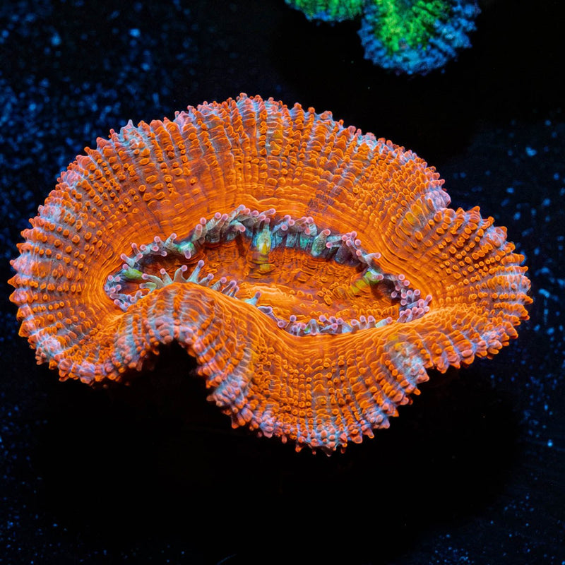 Red Acan / Micromussa