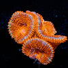 Red Acan / Micromussa - riptide aquaculture llc