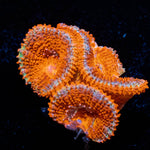 Red Acan / Micromussa - riptide aquaculture llc