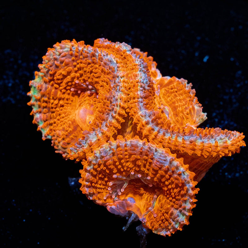Red Acan / Micromussa