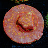Klepto Lepto - riptide aquaculture llc