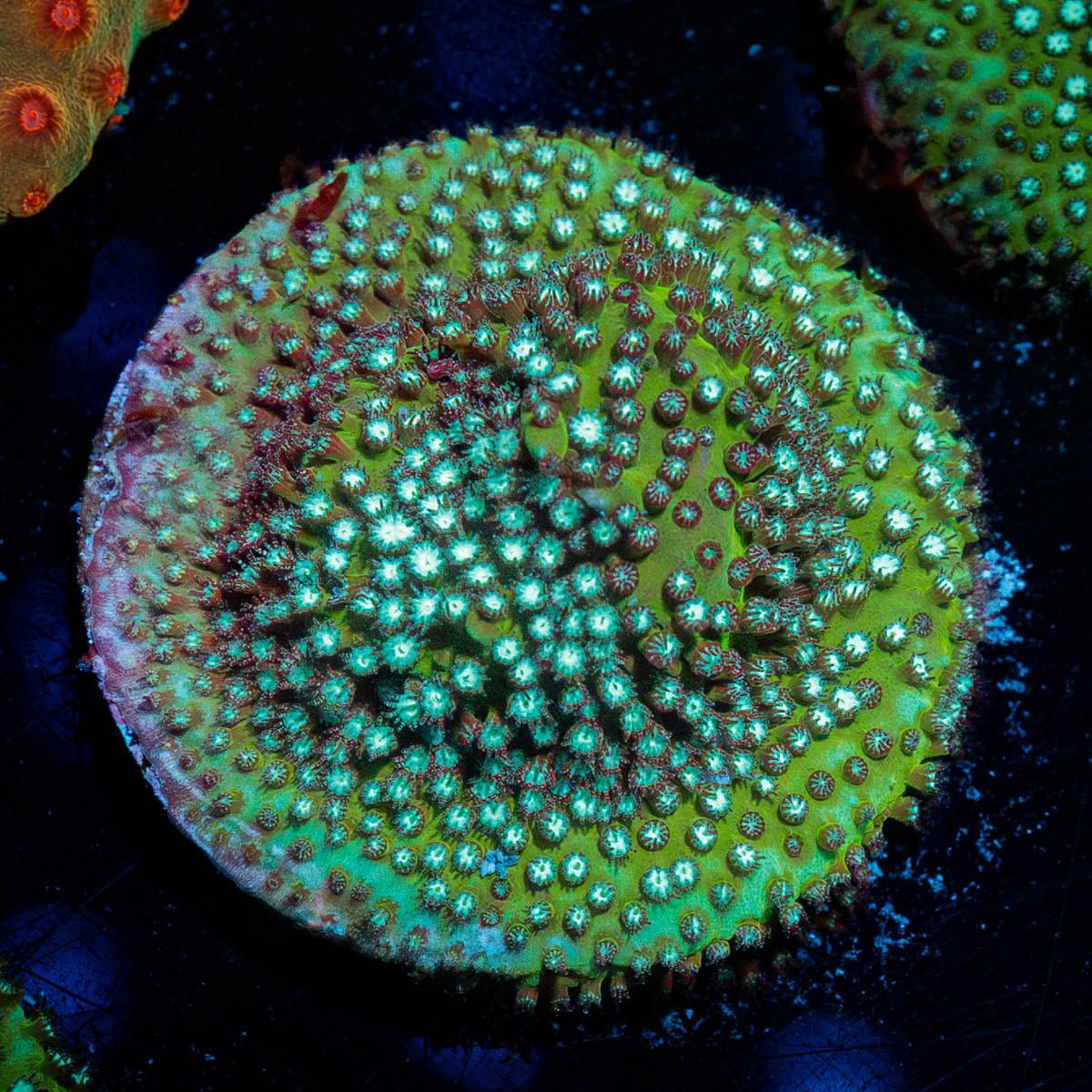 JF Grassy Fields Stylocoeniella - riptide aquaculture llc