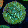 JF Grassy Fields Stylocoeniella - riptide aquaculture llc