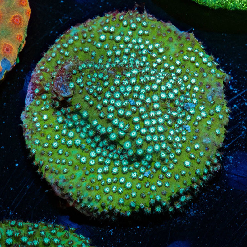 JF Grassy Fields Stylocoeniella