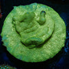 Green Krak Lepto - riptide aquaculture llc