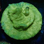 Green Krak Lepto - riptide aquaculture llc