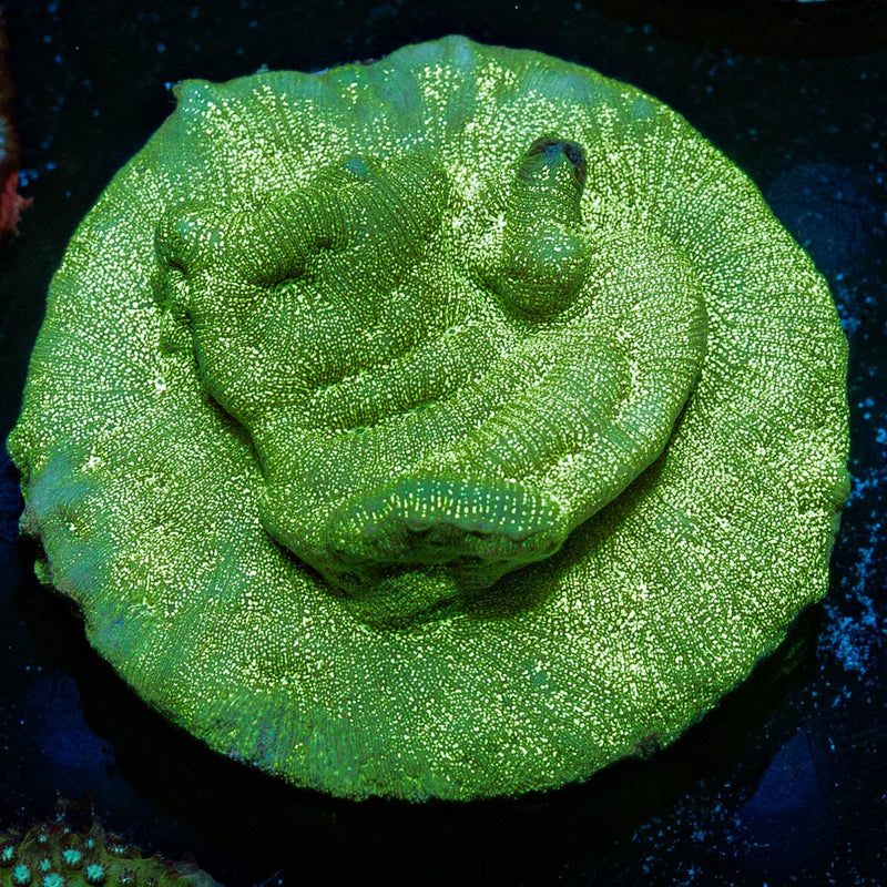 Green Krak Lepto
