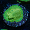 Green Krak Lepto - riptide aquaculture llc