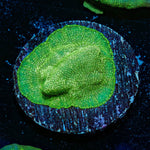 Green Krak Lepto - riptide aquaculture llc