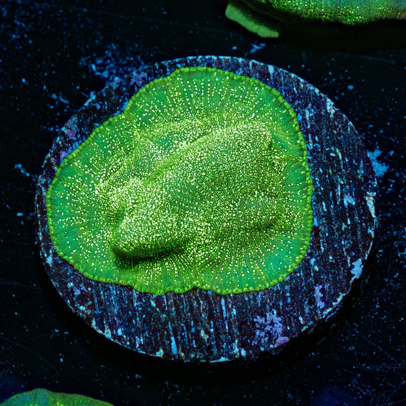 Green Krak Lepto