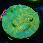 Green Krak Lepto - riptide aquaculture llc