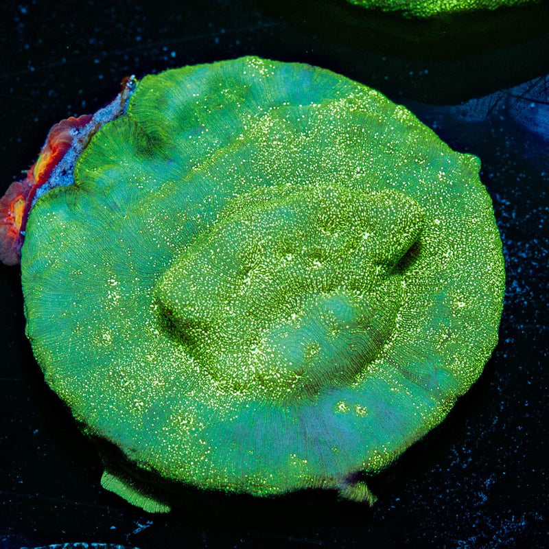 Green Krak Lepto