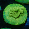 Green Krak Lepto - riptide aquaculture llc