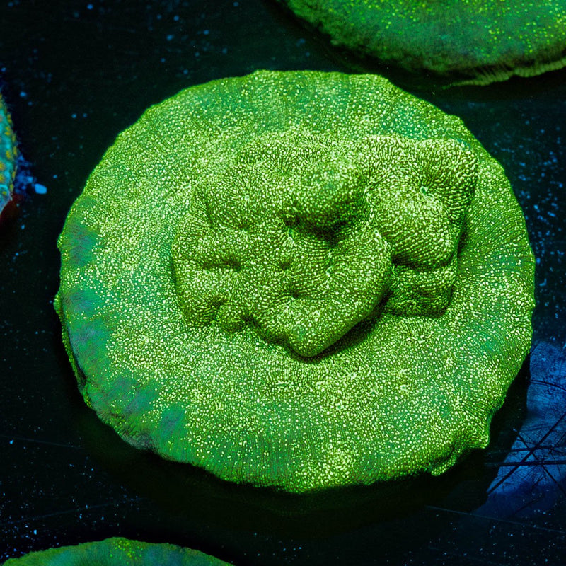Green Krak Lepto