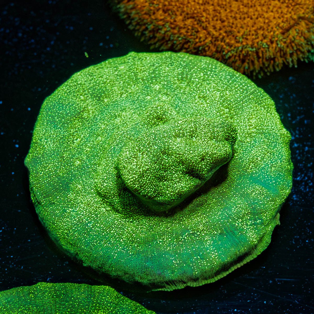 Green Krak Lepto - riptide aquaculture llc