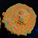 WWC Defcon Cyphastrea - riptide aquaculture llc