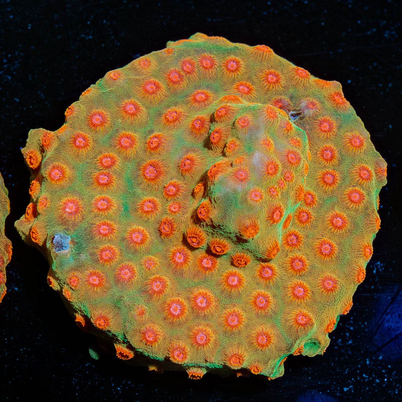 WWC Defcon Cyphastrea