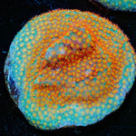 WWC Close Encounter Stylocoeniella - riptide aquaculture llc