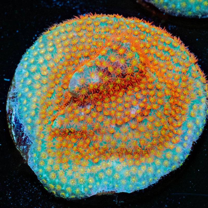 WWC Close Encounter Stylocoeniella
