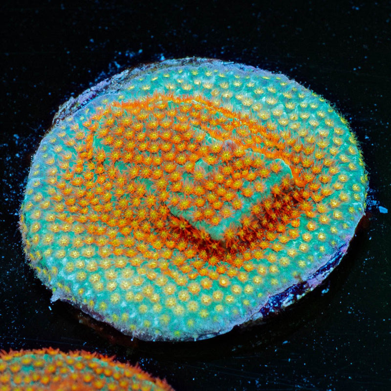 WWC Close Encounter Stylocoeniella