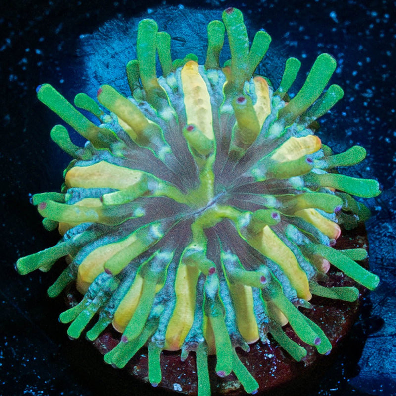 Baby Plate Coral
