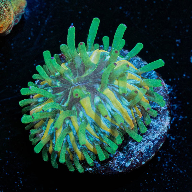 Baby Plate Coral