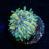 Baby Plate Coral - riptide aquaculture llc