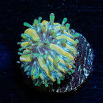 Baby Plate Coral - riptide aquaculture llc