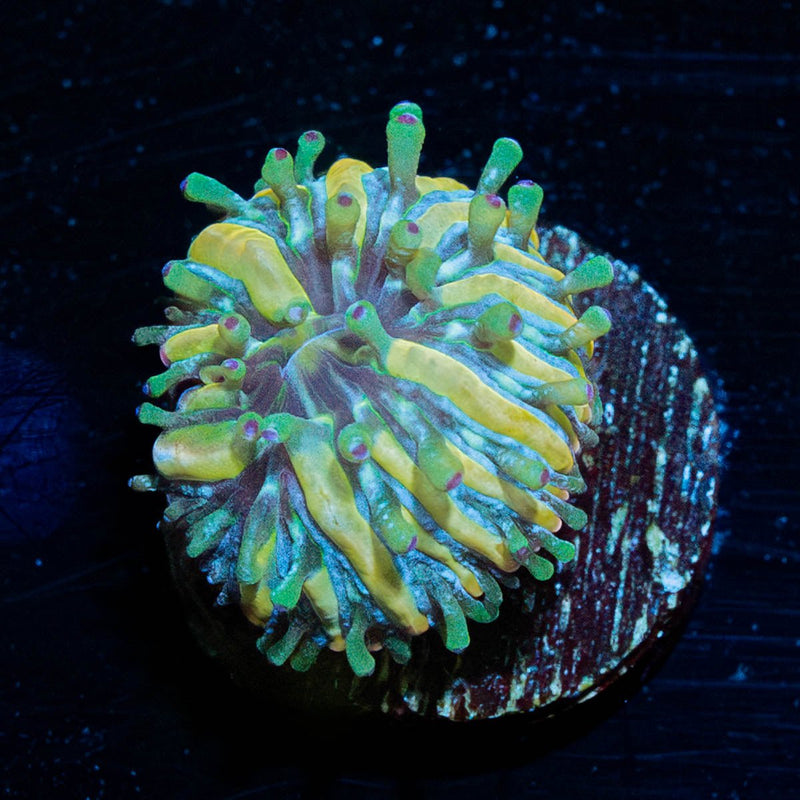 Baby Plate Coral