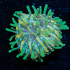 Baby Plate Coral - riptide aquaculture llc