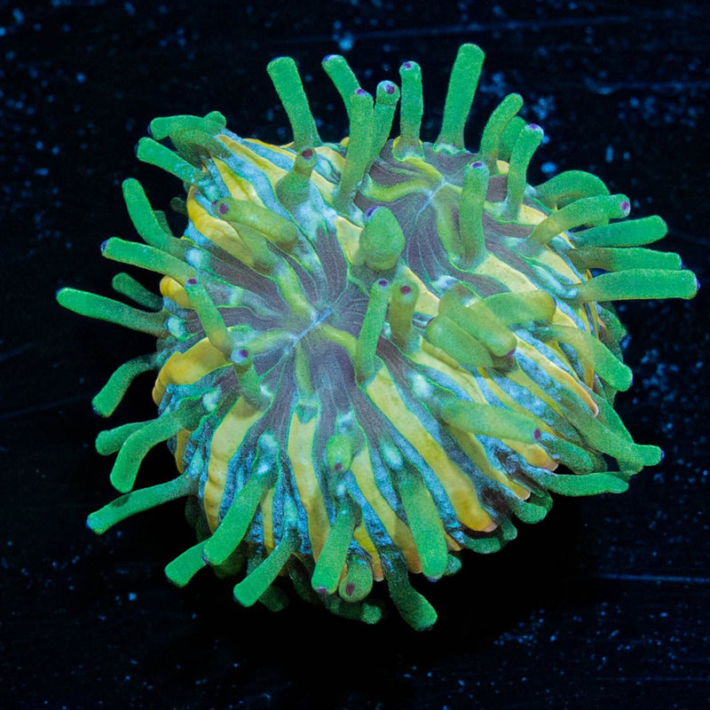 Baby Plate Coral
