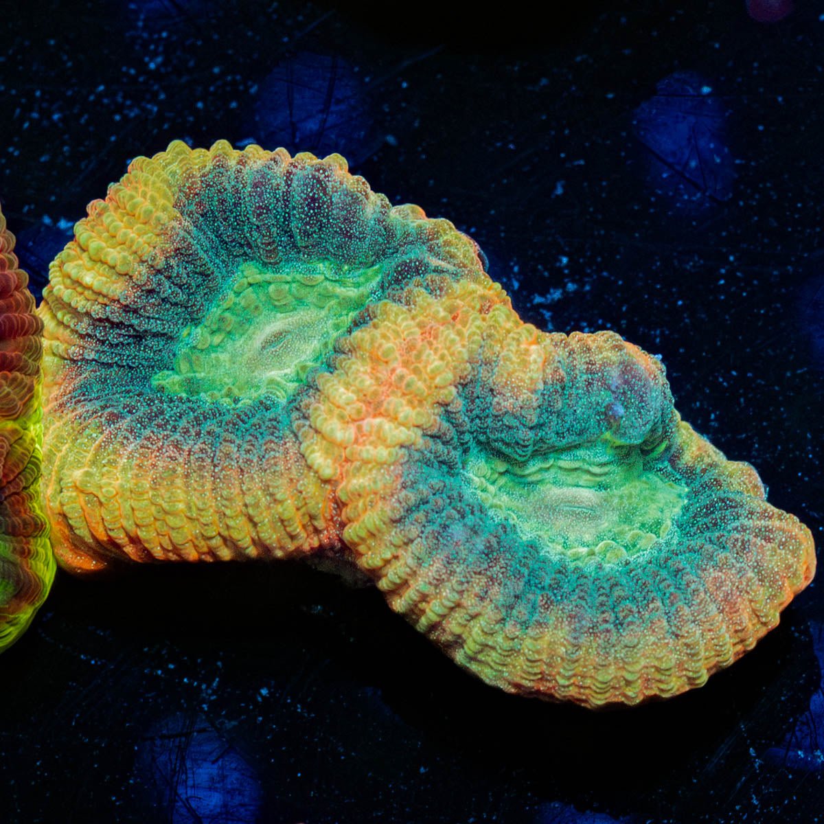 Dragon Slayer Favia - riptide aquaculture llc